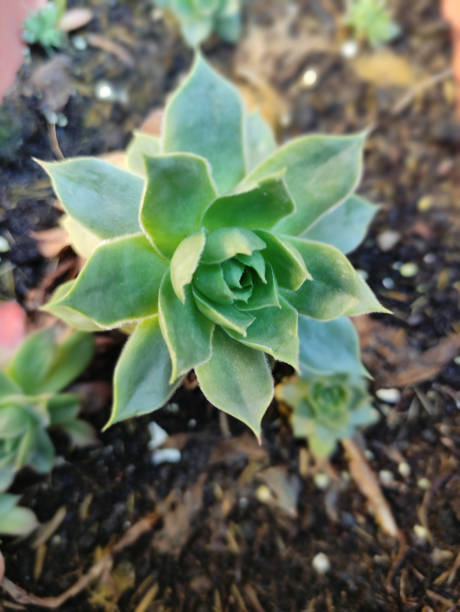 istock Cacti, succulents and small succulents with new shoots 1472749587