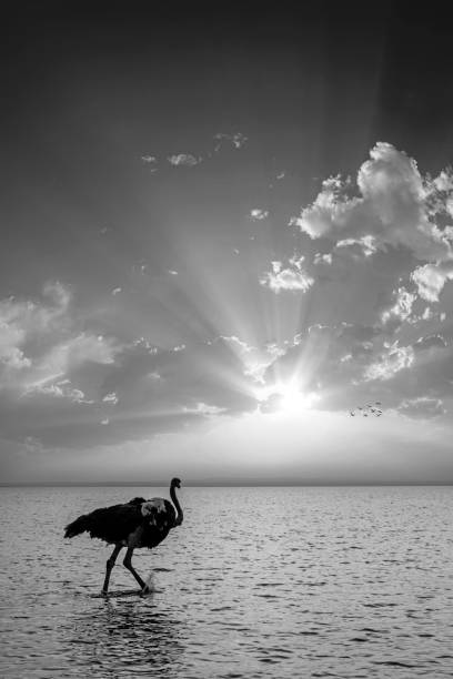 Greater Rhea, Rhea americana, La Pampa , Patagonia, Argentina