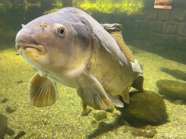 istock Big fish in Aquarium 1472749984