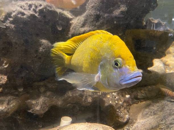istock Single yellow fish in aquarium muddy 1472750000