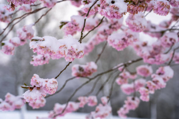 istock Cherry blossom (sakura) in snow 1472751331