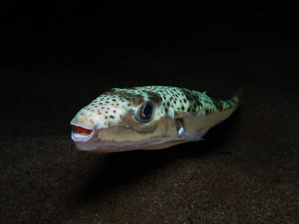 istock Poisonous fugu from Cyprus 1472752589