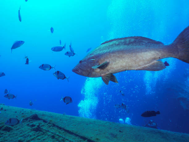 istock Mottled grouper from Cyprus 1472752637