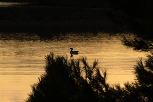 istock Birds in Salinas Natural Park. Formentera 1472753870