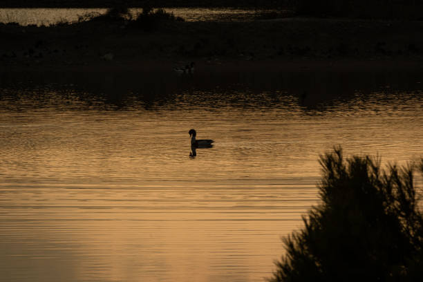 istock Birds in Salinas Natural Park. Formentera 1472753882