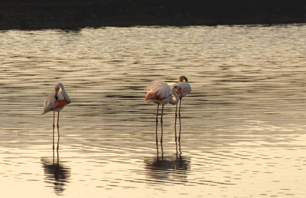 istock Flamingos in Salinas Natural Park. Formentera 1472753908