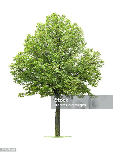 Isolated Bright Green Linden Tree On White Background Stock Photo - Download Image Now
