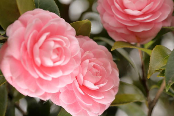 istock Otome camellia blooming in spring 1472755510