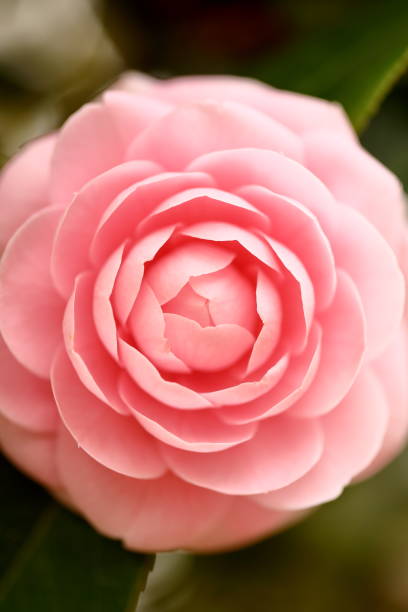 istock Otome camellia blooming in spring 1472755565
