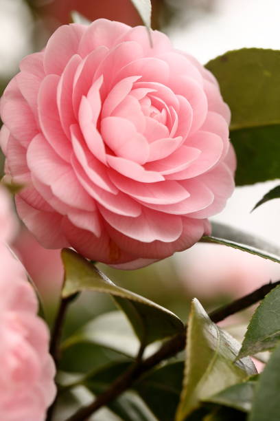 istock Otome camellia blooming in spring 1472755581