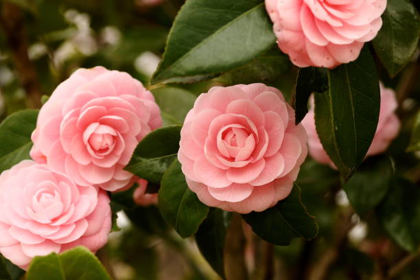istock Otome camellia blooming in spring 1472755647