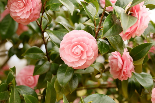 Otome camellia blooming in spring.