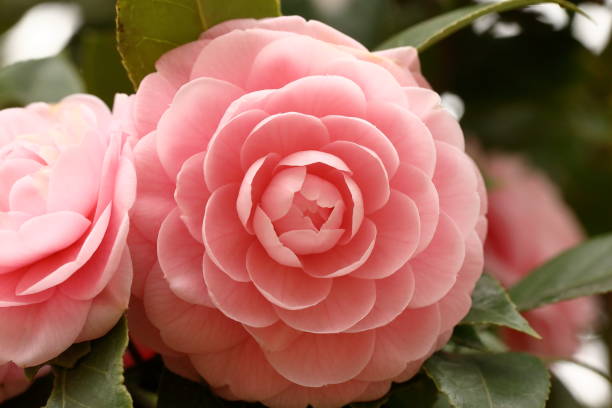 istock Otome camellia blooming in spring 1472755686