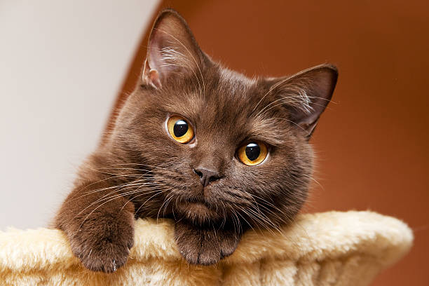 istock Cat British Shorthair looks 147275623