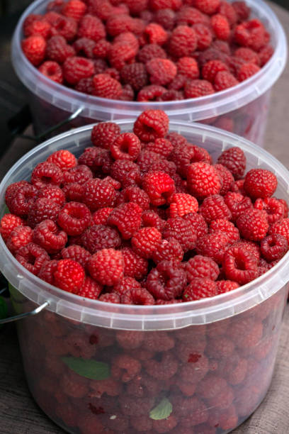 istock Fresh red raspberries in plastic buckets. Excellent harvest. 1472757589