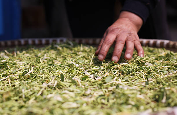istock Chinese green tea drying under the sun rays 147275834