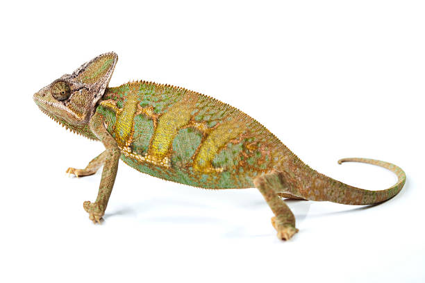 istock Beautiful big chameleon sitting on a white background 147275877