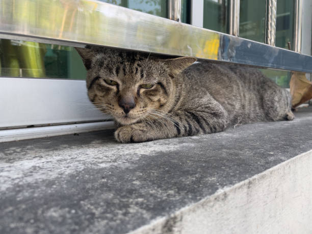 istock A cat is lying on the fence. 1472758831