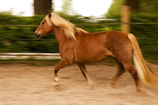 Horse in movement stock photo