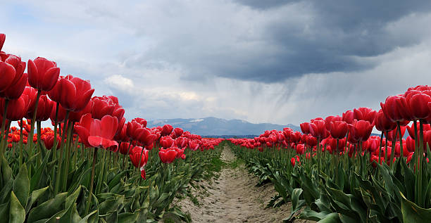 Free Stock Photo of Field of Red Tulips Under Cloudy Sky | Download ...