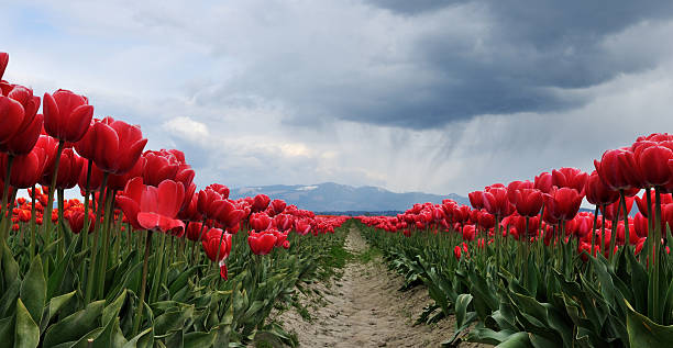 Tulipan pole z deszcz chmury – zdjęcie