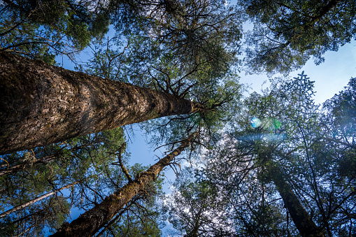 trees and sky