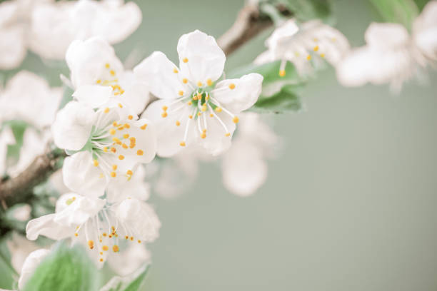 ast mit frühling blumen - flower tree spring apple blossom stock-fotos und bilder