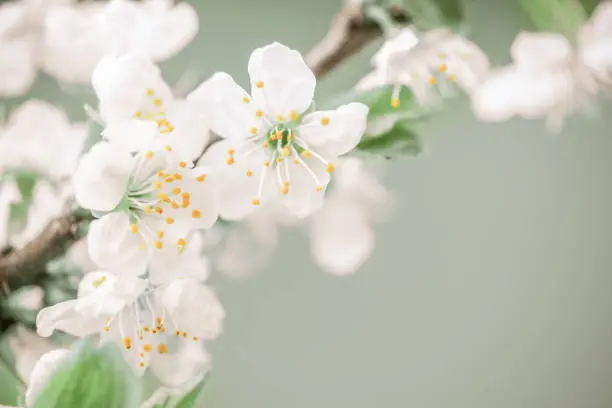 Photo of branch with spring flowers