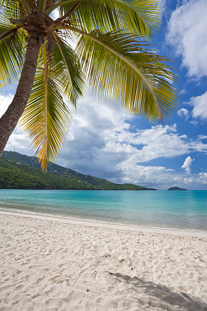Palm tree on a tropical beach stock photo