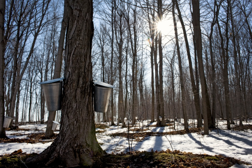 Buckets hanging from maple trees collecting sap for making maple syrup in the spring.
