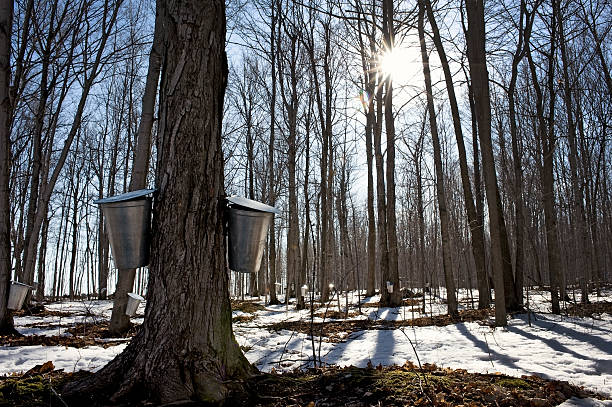 Maple sugar season Buckets hanging from maple trees collecting sap for making maple syrup in the spring. montérégie photos stock pictures, royalty-free photos & images