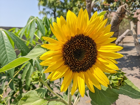 Common sunflower seeds are oily . Sunflower plant has big flower