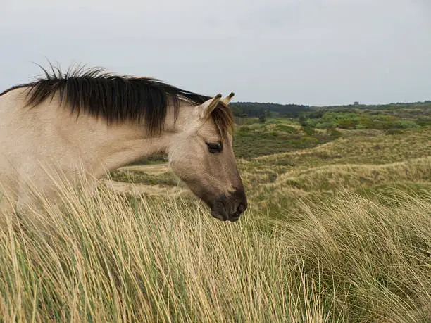 Wild horse in the dutch dunes