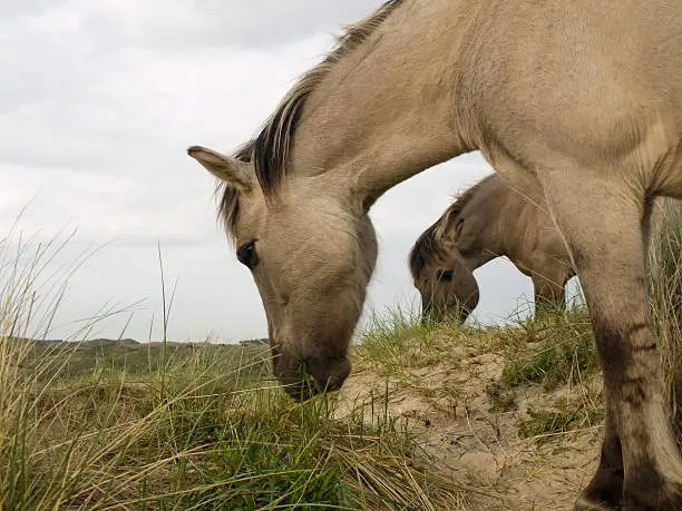 Wild horses in the dutch dunes