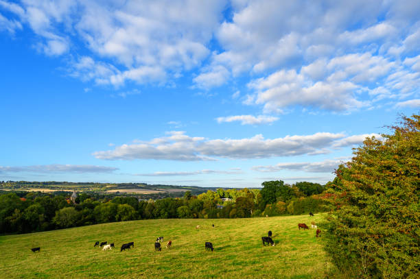 istock Landscape with cows near Westerham in Kent, UK 1472761728