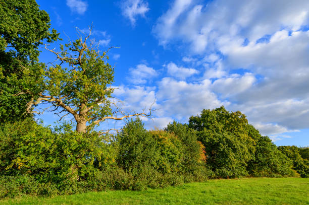 landschaft in der nähe von westerham in kent, großbritannien - hecke stock-fotos und bilder