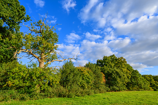 Countryside near Westerham in Kent, UK. A grassy field with trees set against a blue sky with white fluffy clouds.