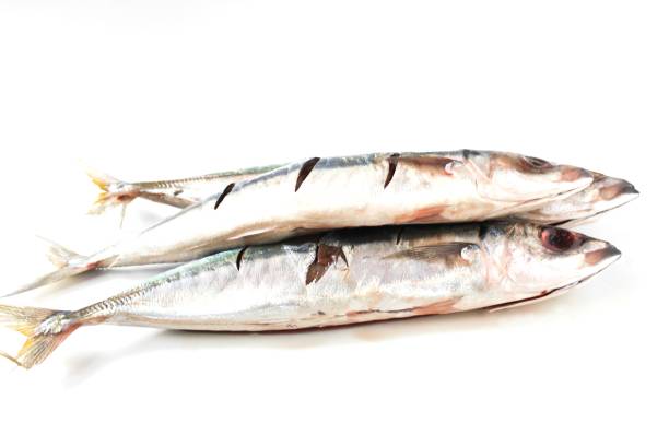 istock pile of some raw mackerel isolated over white background 1472762411
