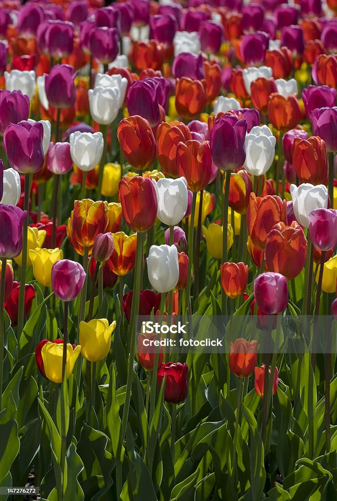 Tulipas coloridas - Foto de stock de Agricultura royalty-free