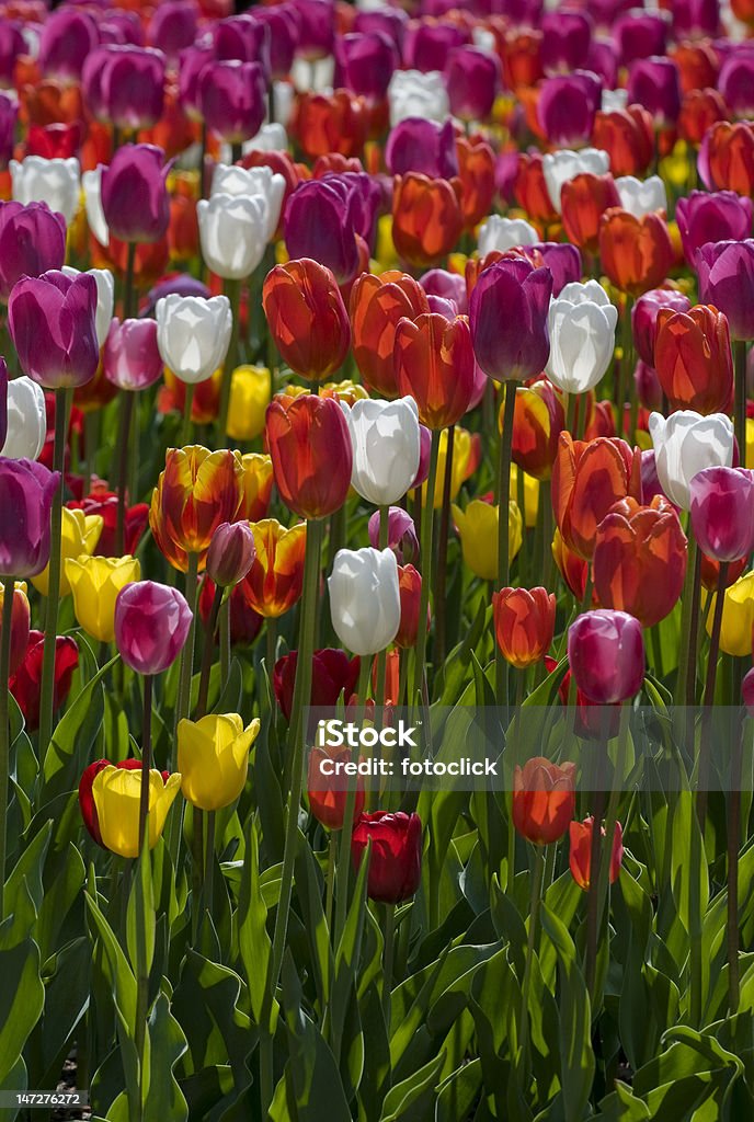 Красочные тюльпаны - Стоковые фото Без людей роялти-фри