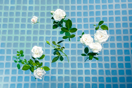 White rose bouquet flower on water surface with sunlight reflections.  Relaxation or wellness treatment. Youth, freshness and tenderness concept. Summer background.