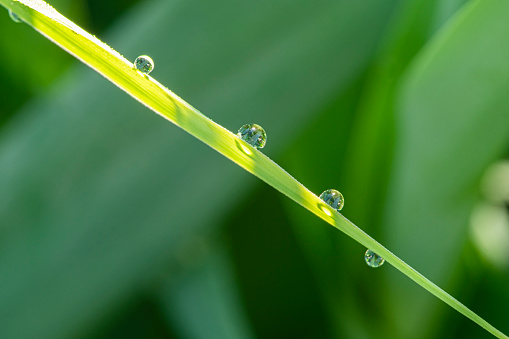 Four water drops of dew on stem of green grass on light green background with bokeh. Artistic image of beauty and purity of environment.