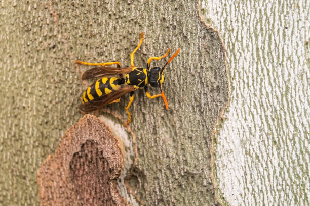 istock Wasp Polistes nimpha isolated on the trunk of a tree 1472763018
