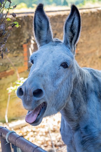 Portrait of an adult white male donkey braying in a meadow on a farm
