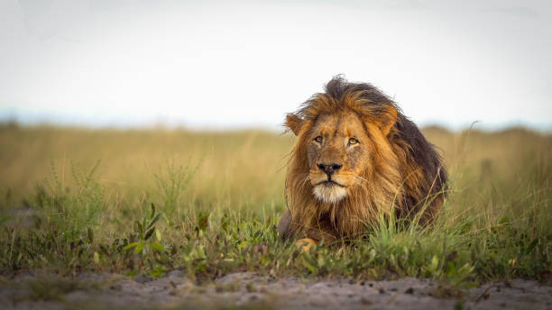 istock Big lion lying on savannah grass 1472763830