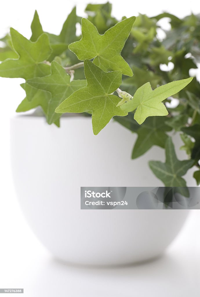 Комнатное растение-Ivy крупный план - Стоковые фото Без людей роялти-фри