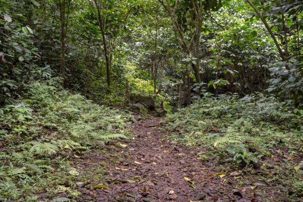 istock The way going to forest when spring season and cloudy vibes. 1472764075