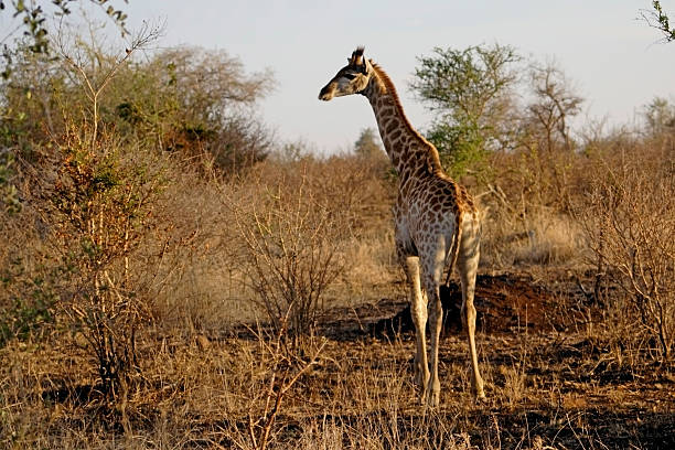 Giraffa camelopardalis, Giraffes stock photo
