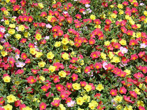 istock flowers red and yellow 147276485