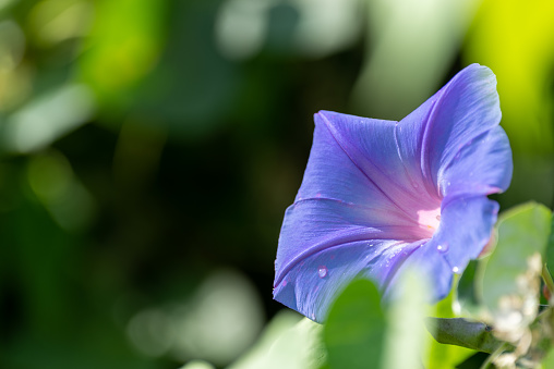 Morning glory plant (Ipomoea indica). Purple bell flowers. Costanera Sur Ecological Reserve Park in Buenos Aires, Argentina. Nature Park.